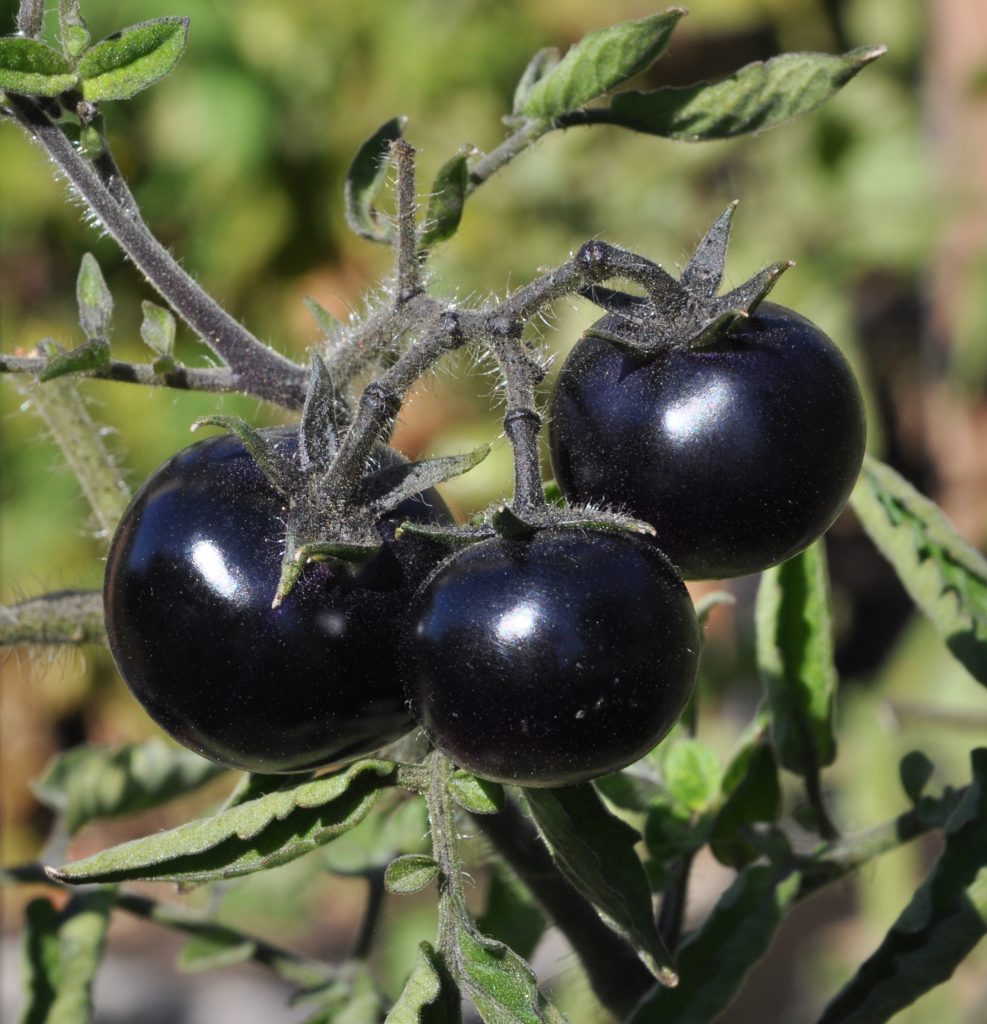 The Antioxidant Purple Tomato