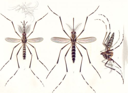 Aedes aegypti E-A-Goeldi 1905