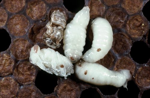 CSIRO ScienceImage 7018 Asian bee mites Tropilaelaps sp on European honey bees and a deformed bee top left