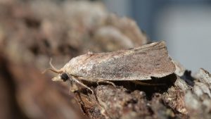 Galleria mellonella – Greater Wax Moth