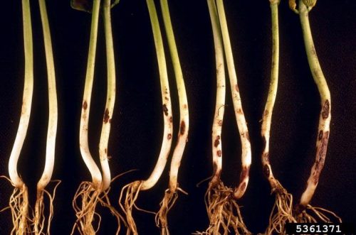 Rhizoctonia solani symptoms on bean roots