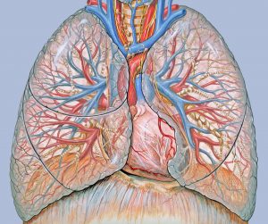 Thoracic anatomy