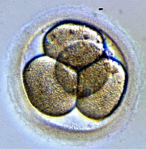 4cell embryo