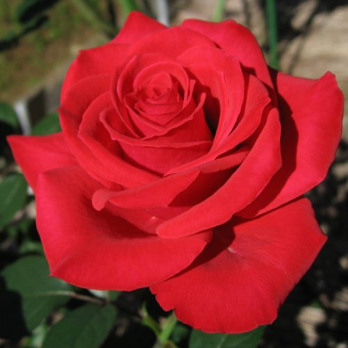 Rosa Red Chateau01