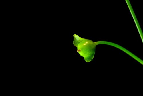 Utricularia gibba3