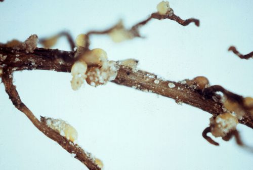 Root cyst nematode infection