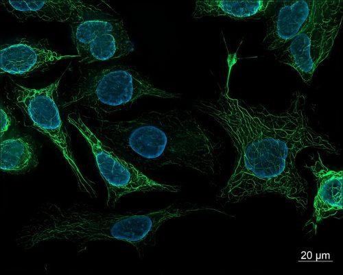 SK8-18-2 human derived cells, fluorescence microscopy (29942101073)