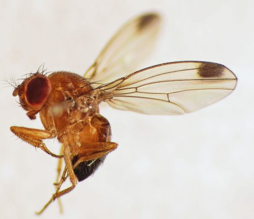 Spotted-wing Drosophila (Drosophila suzukii) male (15359228246)