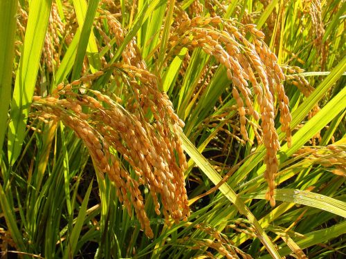 Oryza sativa Ear rice Stugaru roman rice IMG 3971