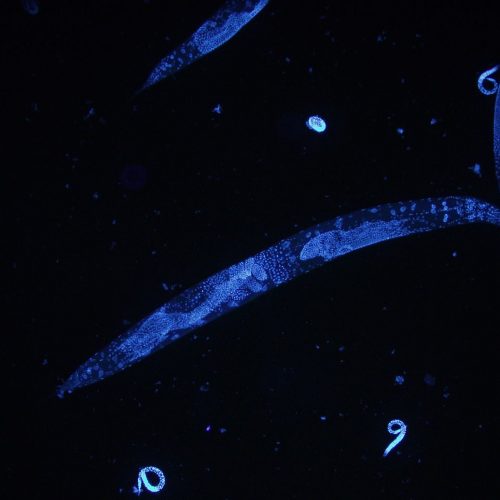 Caenorhabditis elegans DAPI