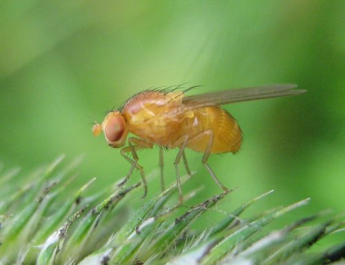 Drosophila-melanogaster-Nauener-Stadtwald-03-VII-2007-10