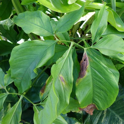 Syngonium auritum- Bacterial leaf blight