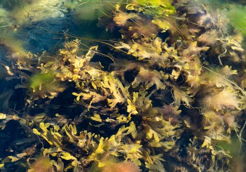 Serrated wrack, red hornweed and other algae in Govik