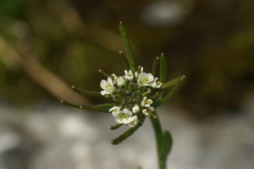 Arabidopsis thaliana PID1137-3